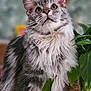 Aragorn a rejoint le concours — aidez-le/la à gagner de superbes lots ! cat, fluffy, gray, white, plant, green_leaves, indoor, pet, feline, curious, close_up, portrait, animal, whiskers, soft_focus, domestic_cat, fur, sitting, cute, houseplant
