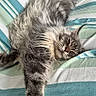 Aragorn a rejoint le concours — aidez-le/la à gagner de superbes lots ! bed, blanket, cat, cozy, cute, domestic_animal, feline, fluffy, fur, gray, indoor, mammal, napping, paw, pet, relaxed, resting, sleeping, stretching, striped