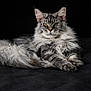 animal, calm, cat, close_up, dark_background, domestic_cat, ears, feline, fluffy, indoor, long_hair, lying_down, maine_coon, paws, pet, portrait, relaxed, soft_texture, whiskers, yellow_eyes