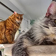 Aragorn participe au concours pour gagner de l'argent avec cette photo : animal, cat, cat_tree, cats, curious, domestic_animal, ears, feline, fluffy_cat, fur, gray_cat, home, indoor, orange_cat, pet, relaxed, sunlight, tabby_cat, whiskers, window