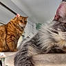 animal, cat, cat_tree, cats, curious, domestic_animal, ears, feline, fluffy_cat, fur, gray_cat, home, indoor, orange_cat, pet, relaxed, sunlight, tabby_cat, whiskers, window