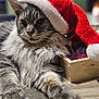 Aragorn a rejoint le concours — aidez-le/la à gagner de superbes lots ! cat, fluffy, gray_cat, santa_hat, holiday, festive, pet, animal, indoor, wooden_surface, relaxed, cute, furry, portrait, closeup, christmas, decor, cozy, sleepy, tabby