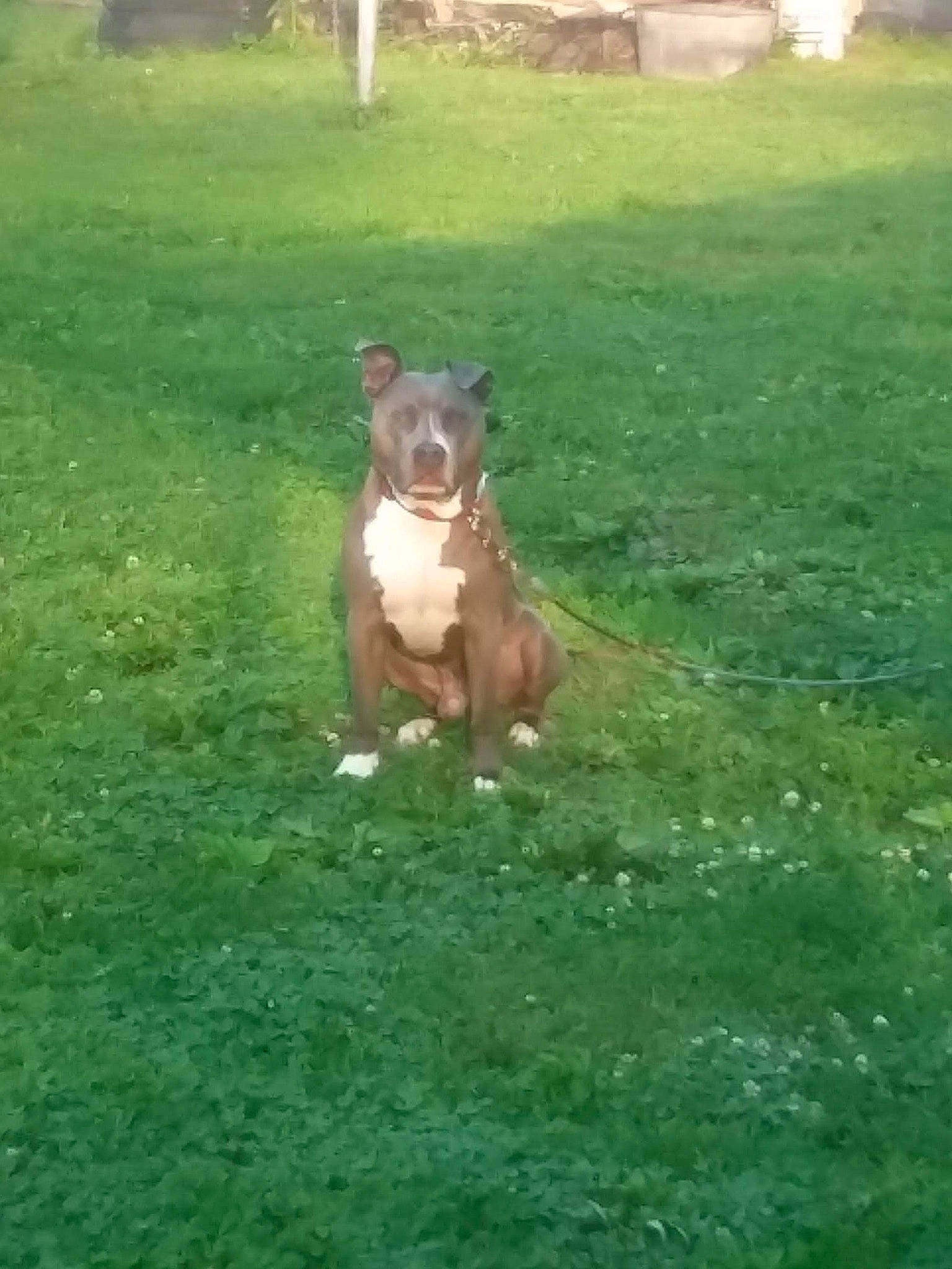 Storm joined the competition — help win amazing prizes! canidae, carnivore, companion_dog, dog, dog_breed, fawn, grass, grassland, green, groundcover, landscape, liver, pasture, plant, snout, sporting_group, tail, terrestrial_animal, wildlife, working_animal