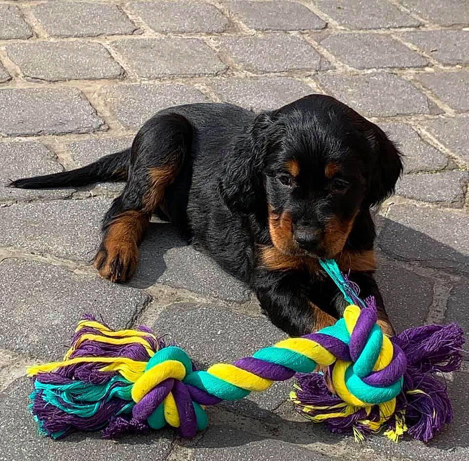 Scott a rejoint le concours — aidez-le/la à gagner de superbes lots ! canidae, carnivore, collar, companion_dog, dog, dog_breed, dog_supply, electric_blue, fashion_accessory, foot, fur, guard_dog, leash, paw, sporting_group, toy_dog, working_animal, working_dog