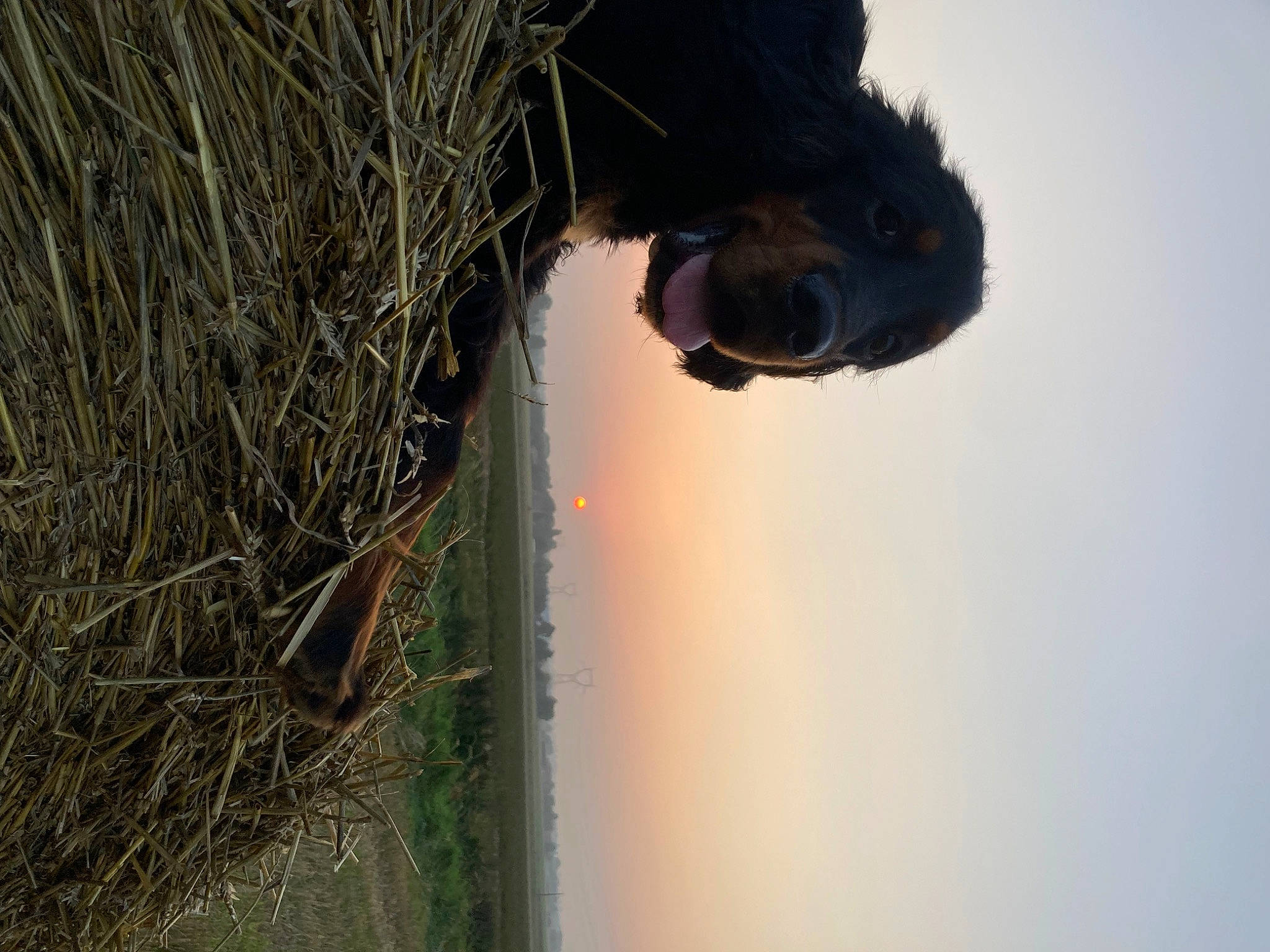 Scott a rejoint le concours — aidez-le/la à gagner de superbes lots ! dog_breed, eye, fur, grass, lake, plant, plant_stem, reflection, sky, sporting_group, tail, tree, trunk, twig, water, whiskers, wildlife, window, wood