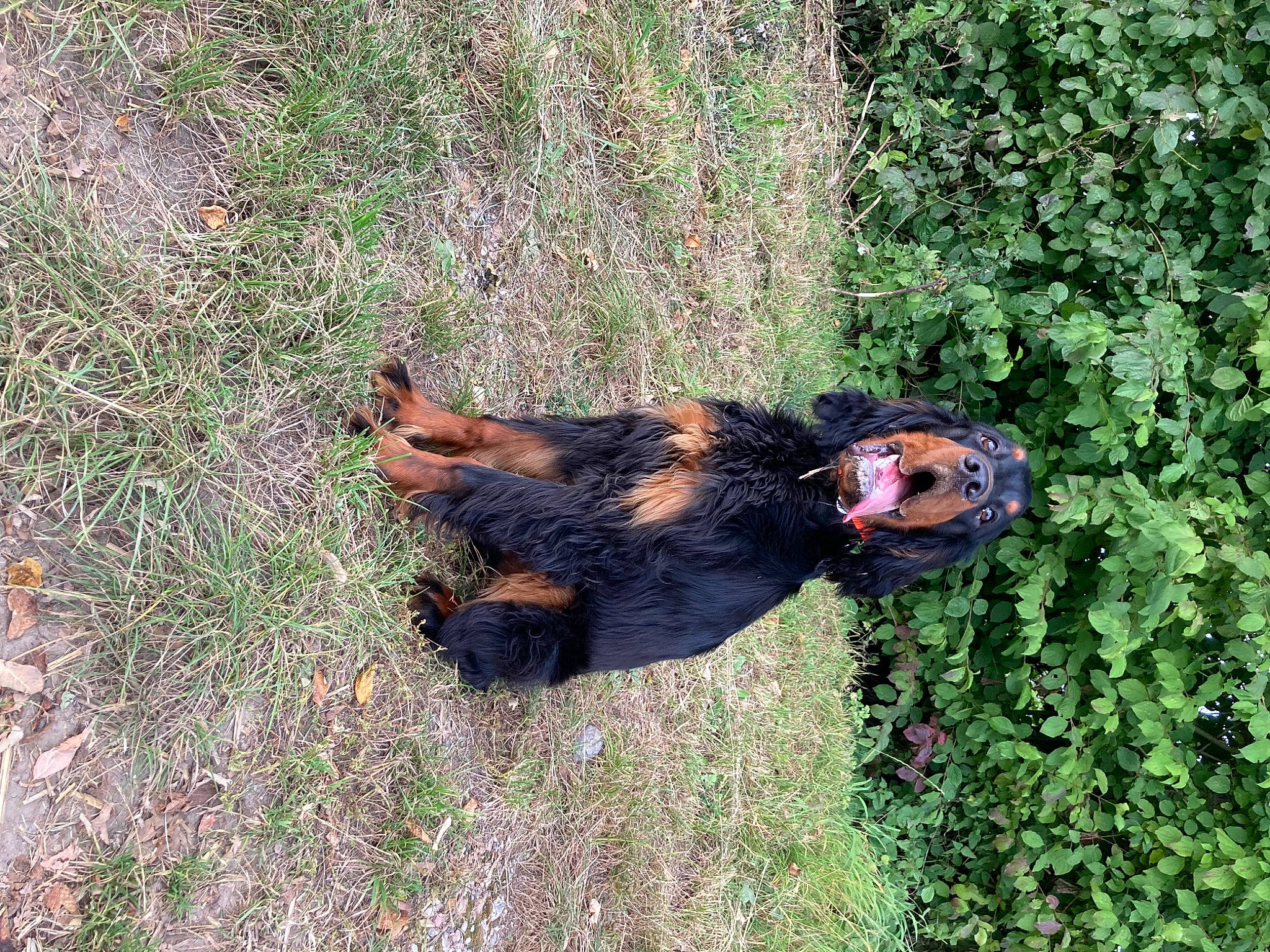 Scott a rejoint le concours — aidez-le/la à gagner de superbes lots ! canidae, carnivore, companion_dog, dog, dog_breed, fawn, grass, groundcover, guard_dog, hunting_dog, liver, mammal, plant, soil, sporting_group, tail, terrestrial_animal, terrier, tree, working_animal