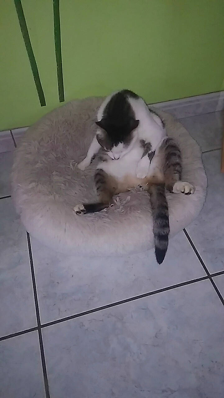 Réglisse a rejoint le concours — aidez-le/la à gagner de superbes lots ! carnivore, cat, domestic_short_haired_cat, european_shorthair, felidae, floor, kitten, paw, small_to_medium_sized_cats, tail, whiskers