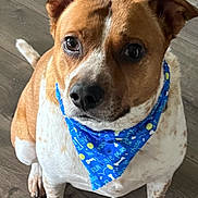 Rosco is registered to the contest to win money with this photo: bandana, blue_bandana, brown_fur, canine, closeup, cute, dog, domestic_animal, ears, eyes, indoor, looking_up, nails, nose, paws, pet, portrait, sitting, white_fur, wooden_floor