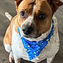 bandana, blue_bandana, brown_fur, canine, closeup, cute, dog, domestic_animal, ears, eyes, indoor, looking_up, nails, nose, paws, pet, portrait, sitting, white_fur, wooden_floor