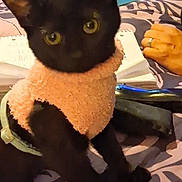 Layla Jayne joined the competition — help win amazing prizes! animal, bedspread, black_cat, cat, cozy, curious, domestic, furniture, hands, home, indoor, notebook, patterned_bedspread, pen, person, pet, pink_sweater, ring, sitting, sweater