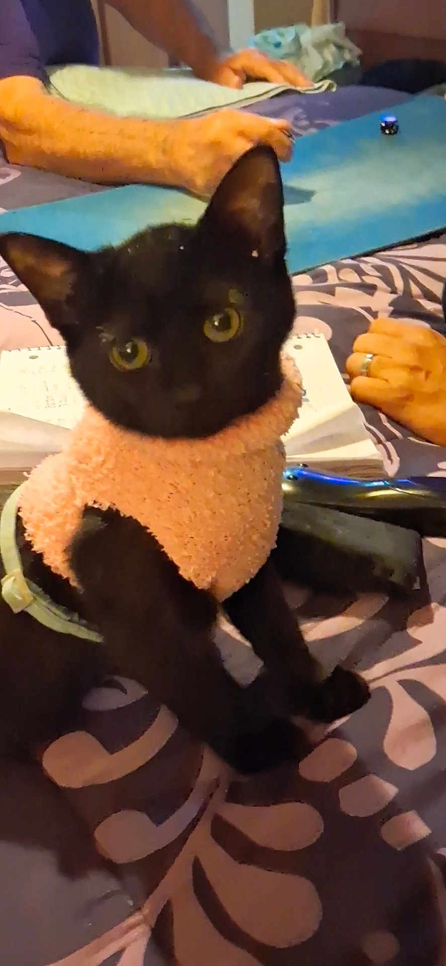 Layla Jayne joined the competition — help win amazing prizes! animal, bedspread, black_cat, cat, cozy, curious, domestic, furniture, hands, home, indoor, notebook, patterned_bedspread, pen, person, pet, pink_sweater, ring, sitting, sweater