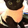 animal, black_cat, cat, closeup, cozy, curious, cute, domestic_animal, eyes, feline, furry, fuzzy_sweater, indoor, pet, pink_clothing, portrait, sitting, small_pet, soft_texture, whiskers