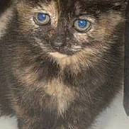 Bee is registered to the contest to win money with this photo: kitten, cat, tortoiseshell, blue_eyes, fur, pet, animal, cute, close_up, indoor, sitting, young, whiskers, face, ears, paws, curious, feline, mammal, domestic