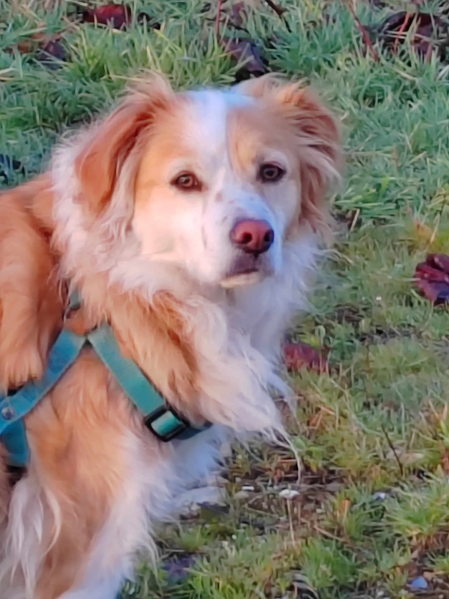 Triska participe au concours pour gagner de l'argent avec cette photo : dog, canine, outdoor, grass, pet, animal, fur, harness, nature, mammal, alert, closeup, portrait, brown, white, ears, nose, eyes, grassland, daylight