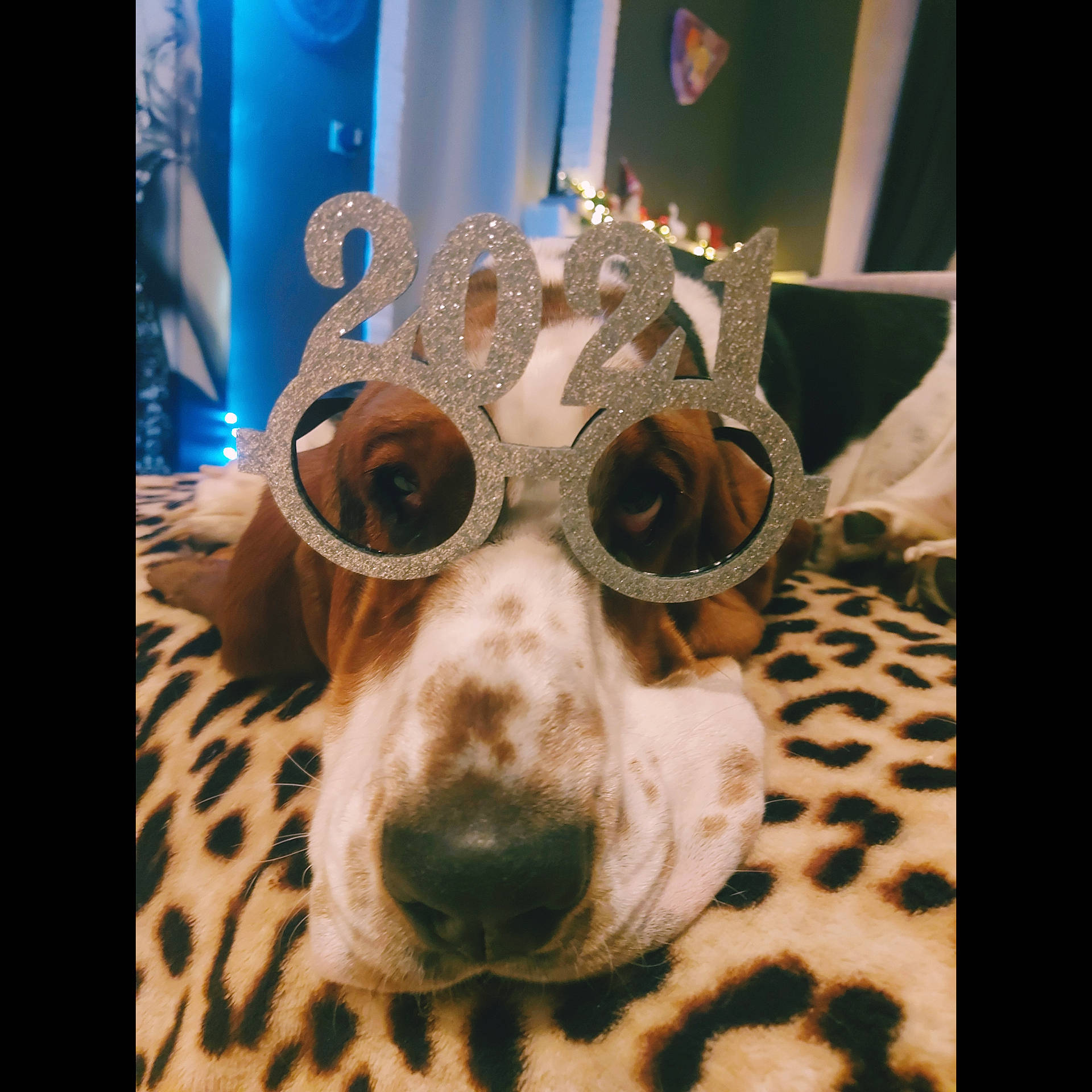 Raspoutia a rejoint le concours — aidez-le/la à gagner de superbes lots ! art, audio_equipment, bone, carnivore, companion_dog, curtain, dog, dog_breed, eyewear, fawn, felidae, fur, goggles, personal_protective_equipment, snout, stuffed_toy, toy_dog, vision_care, whiskers, working_animal