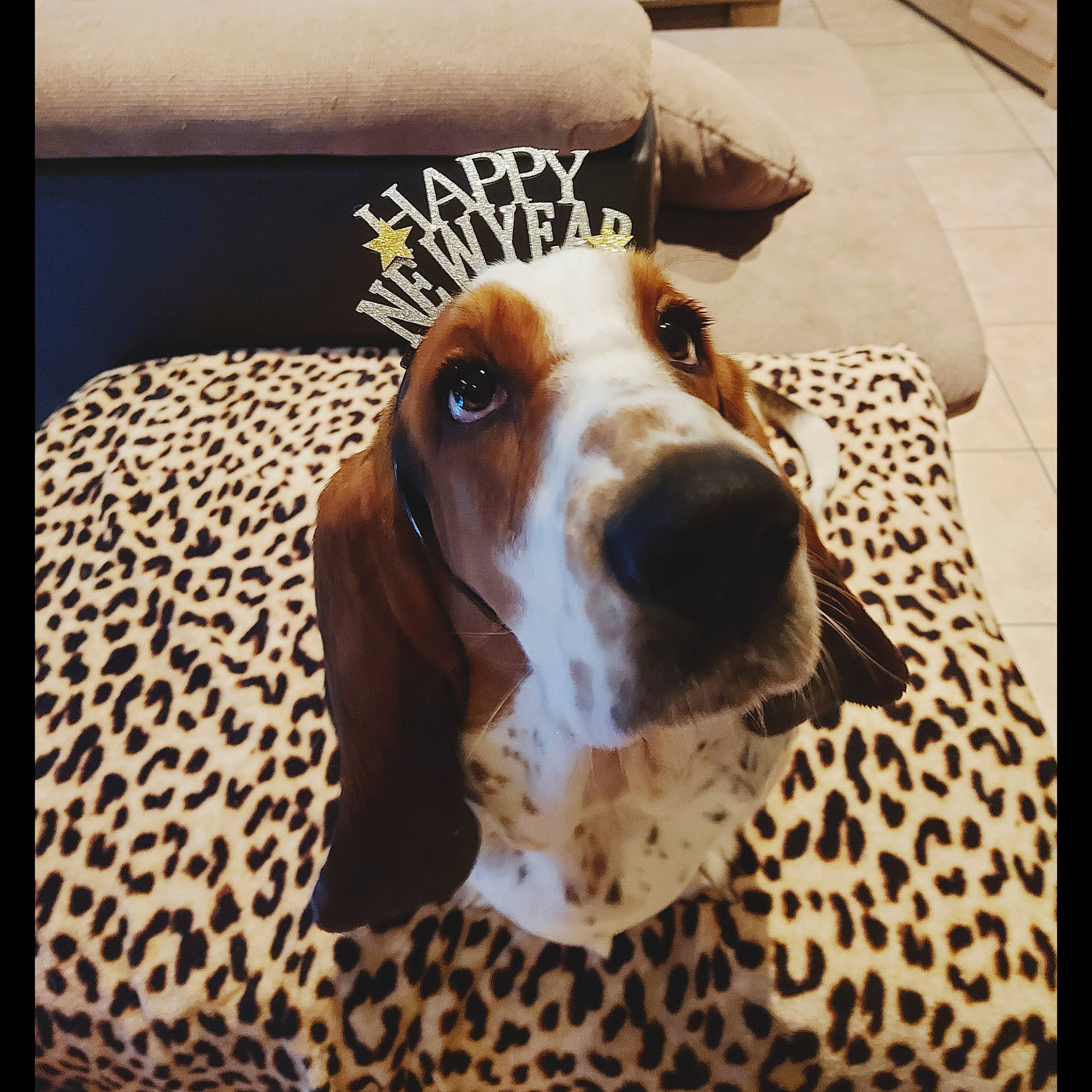 Raspoutia a rejoint le concours — aidez-le/la à gagner de superbes lots ! basset_hound, canidae, carnivore, collar, companion_dog, couch, dog, dog_breed, dog_supply, fawn, fur, hound, linens, liver, pet_supply, rectangle, scent_hound, sporting_group, whiskers, working_animal