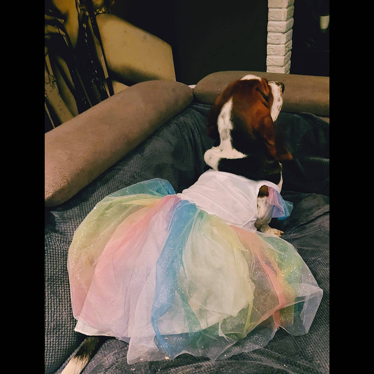 Raspoutia participe au concours pour gagner de l'argent avec cette photo : ballet_tutu, carnivore, comfort, companion_dog, couch, dog_breed, dress, fashion_design, felidae, flooring, formal_wear, fur, linens, ruffle, sitting, small_to_medium_sized_cats, tail, toy, vintage_clothing, whiskers
