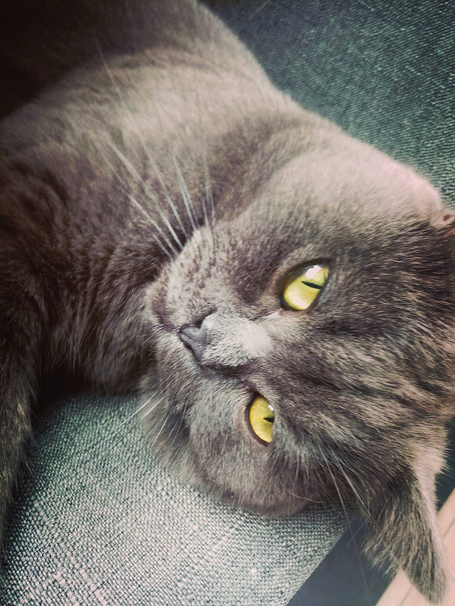 Daryl a rejoint le concours — aidez-le/la à gagner de superbes lots ! carnivore, cat, domestic_short_haired_cat, eye, felidae, fur, grey, head, plant, small_to_medium_sized_cats, snout, terrestrial_animal, whiskers