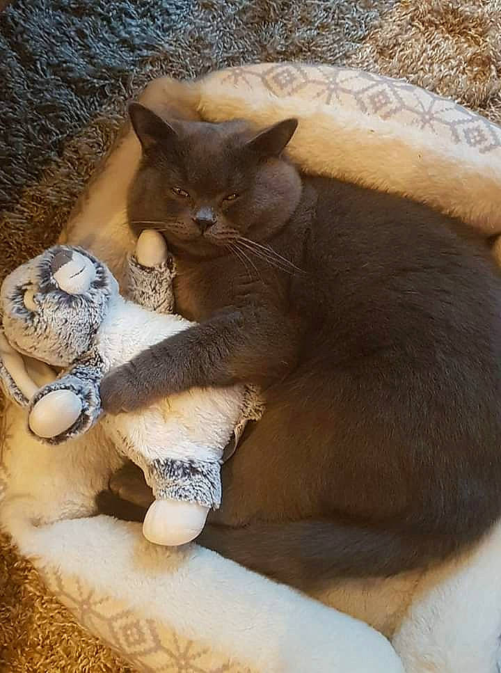 Daryl participe au concours pour gagner de l'argent avec cette photo : carnivore, cat, cat_supply, claw, comfort, domestic_short_haired_cat, fawn, felidae, fur, nap, paw, sleep, small_to_medium_sized_cats, snout, tail, terrestrial_animal, toy, whiskers, window