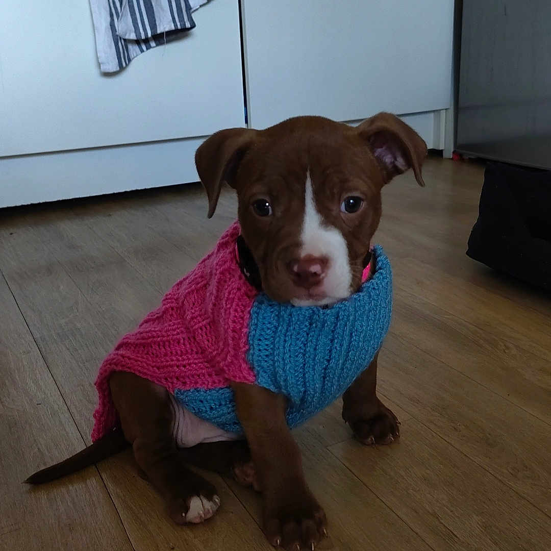 Kiara participe au concours pour gagner de l'argent avec cette photo : animal, bulldog, cabinet, canine, clothing, dog, drawer, furniture, hardwood, hat, hound, knitwear, labradorretriever, pet, pitbull, plywood, pointer, puppy, sweater, wood