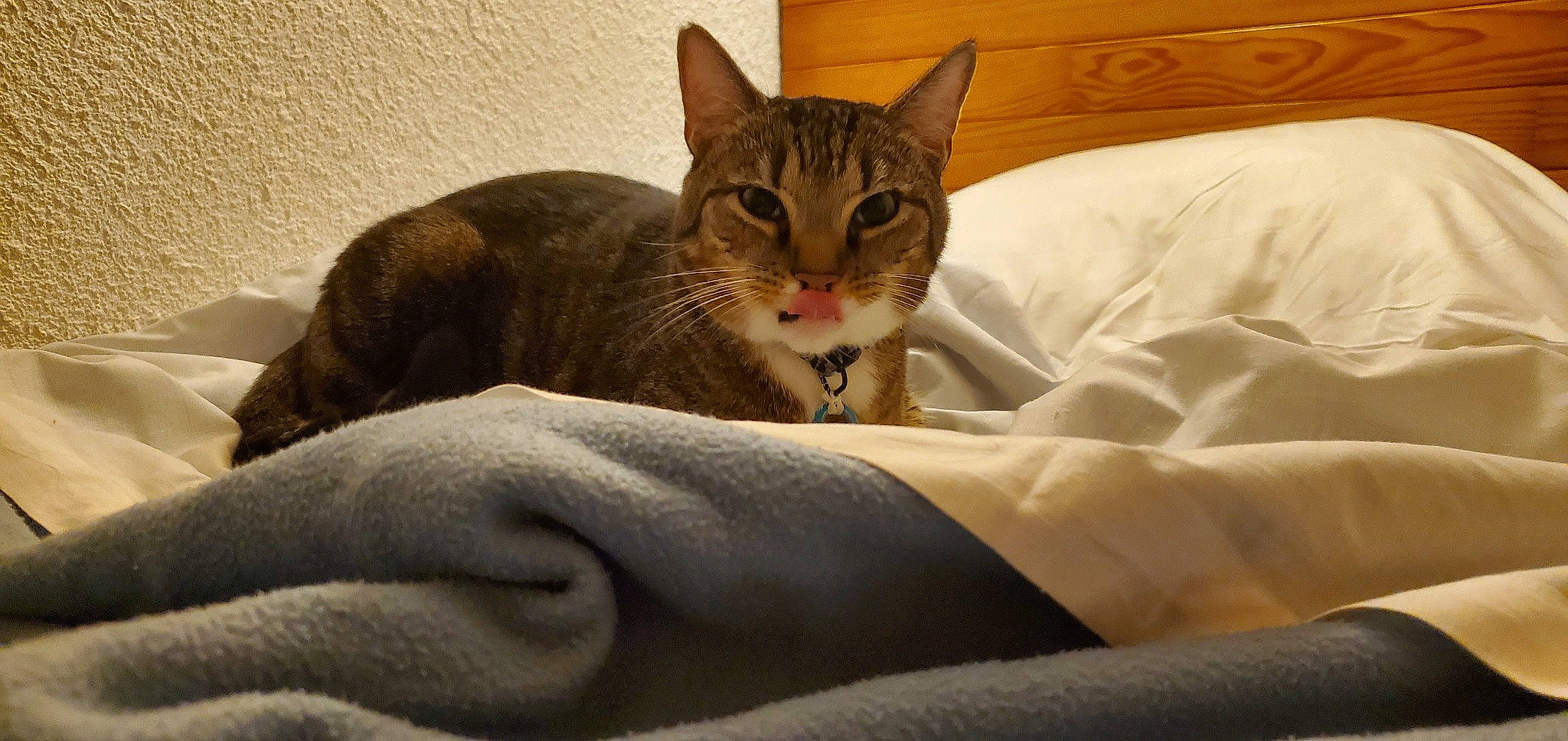 Negan a rejoint le concours — aidez-le/la à gagner de superbes lots ! bed, carnivore, cat, cat_supply, claw, comfort, domestic_short_haired_cat, eye, fawn, felidae, fur, jaw, leg, linens, paw, small_to_medium_sized_cats, snout, tail, textile, whiskers