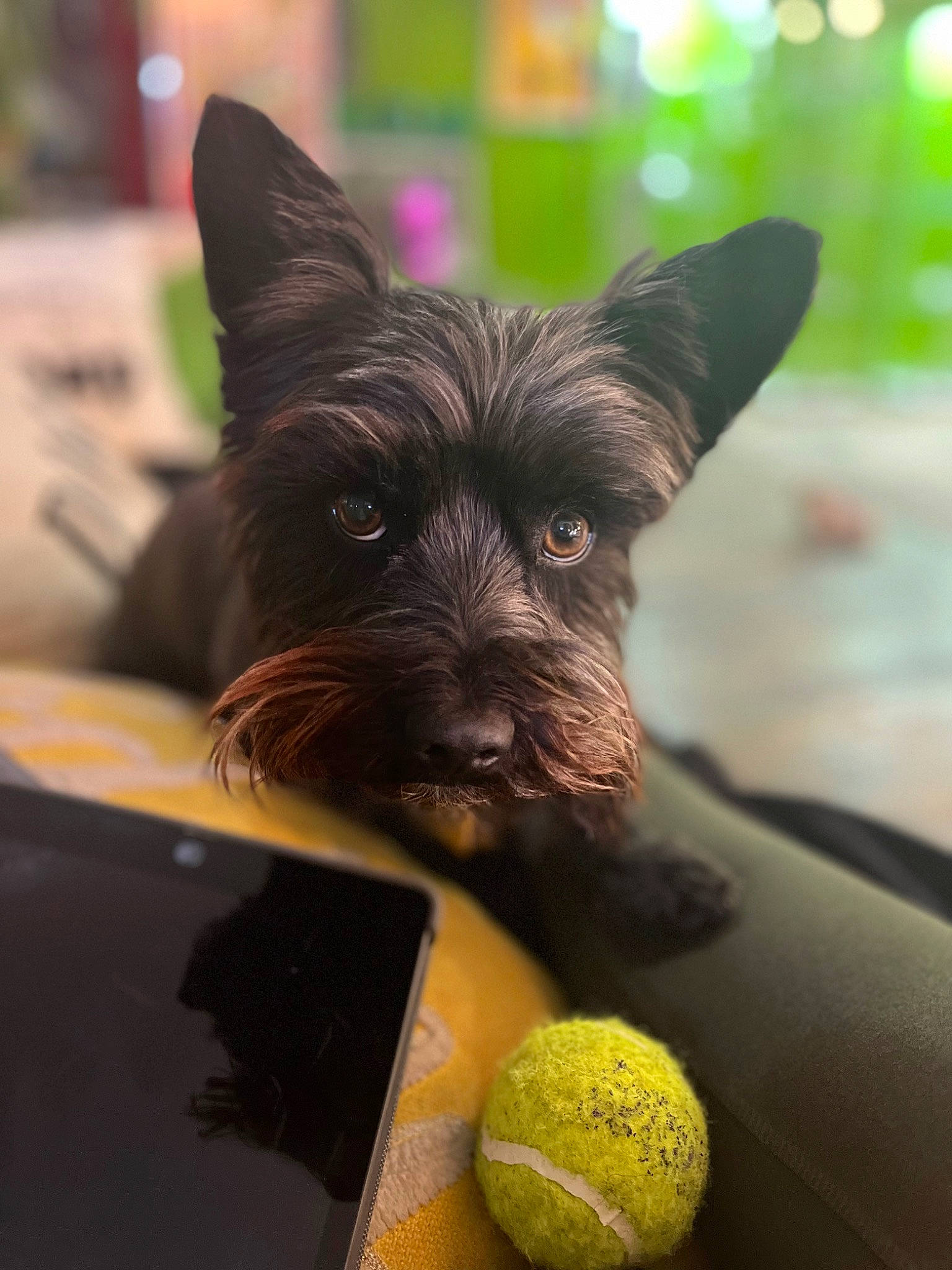 Pablo joined the competition — help win amazing prizes! ball, carnivore, citrus, companion_dog, dog, dog_breed, fawn, glove, grass, lemon, racquet_sport, snout, sporting_group, sports_equipment, sports_toy, tennis_ball, tennis_equipment, toy_dog, vertebrate, working_animal