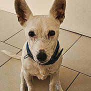 Tequila participe au concours pour gagner de l'argent avec cette photo : alert, animal, canine, collar, companion, cute, dog, domestic_animal, ears, floor, front_paws, fur, indoor, looking_up, pet, sitting, small_dog, tile_floor, watchful, white_dog