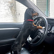 Wesley joined the competition — help win amazing prizes! dog, dachshund, black_and_tan, pet, animal, car, driver, steering_wheel, vehicle, car_interior, front_seat, dashboard, collar, standing, side_profile, long_body, floppy_ears, industrial_building, window, funny