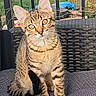 animal, background, brown_fur, cat, chair, close_up, cute, ears, eyes, feline, garden, kitten, outdoor, pet, portrait, sitting, striped_fur, tabby, whiskers, wicker