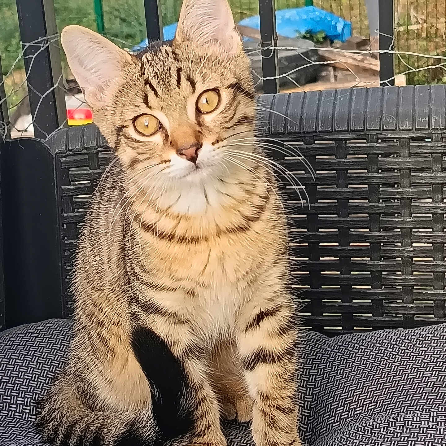 Simba