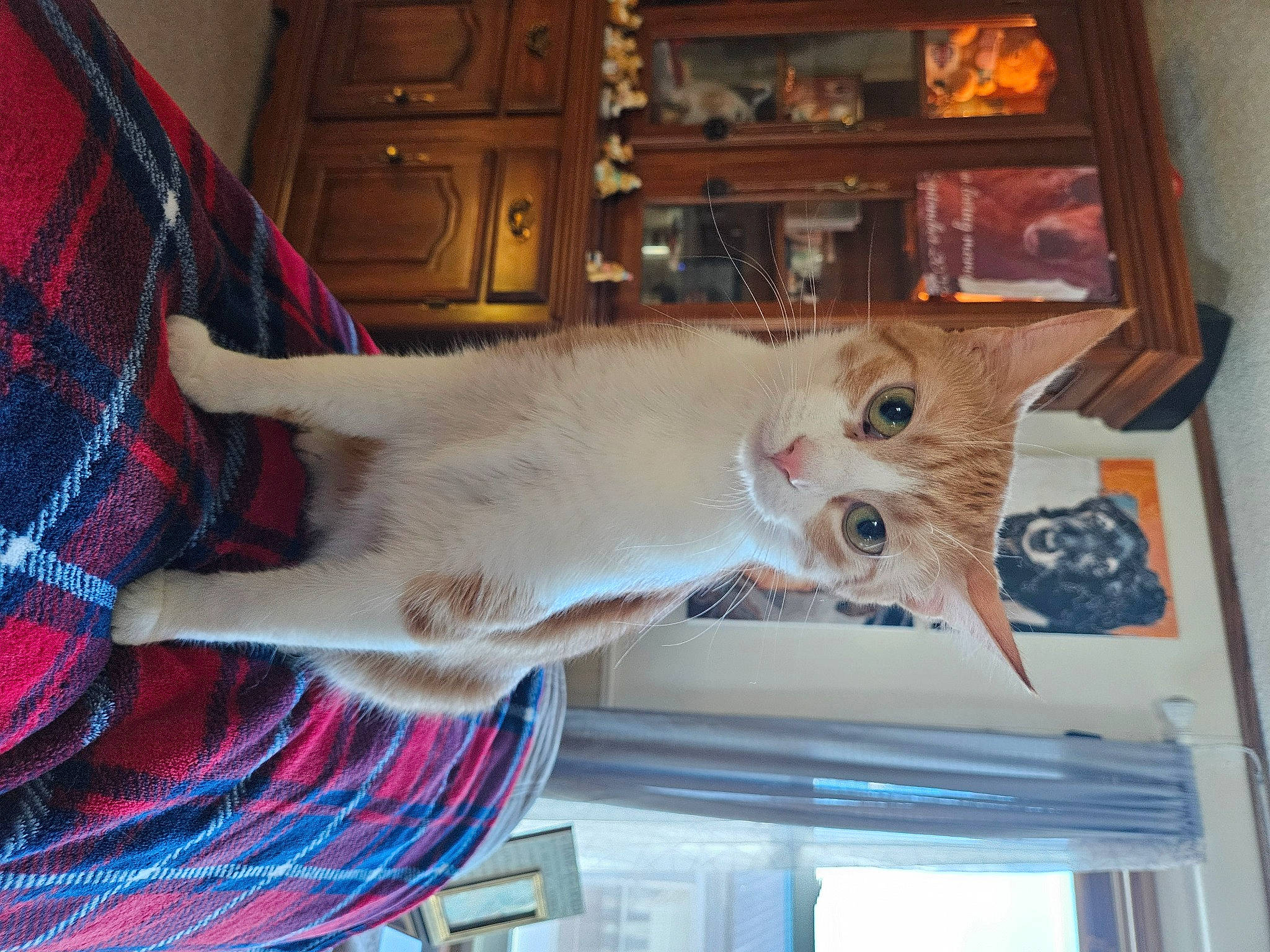 Jewelya joined the competition — help win amazing prizes! cabinetry, carnivore, cat, chest_of_drawers, domestic_short_haired_cat, fawn, felidae, fur, hardwood, mammal, pattern, picture_frame, plaid, room, small_to_medium_sized_cats, tail, tartan, vertebrate, whiskers, wood