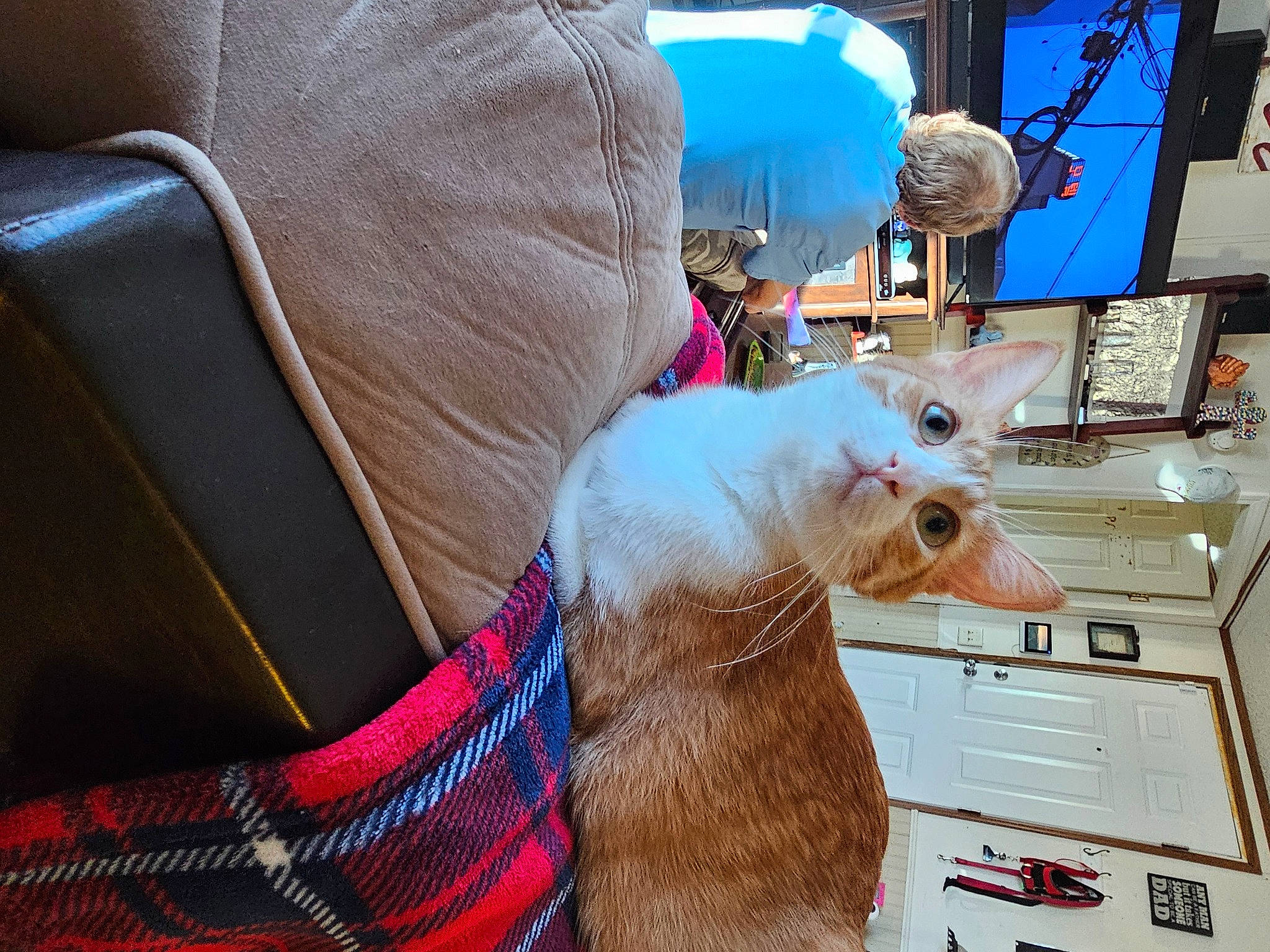 Jewelya is registered to the contest to win money with this photo: carnivore, collar, comfort, companion_dog, couch, display_device, dog, dog_breed, fawn, felidae, fur, gadget, human_leg, paw, room, small_to_medium_sized_cats, snout, tail, whiskers, working_animal