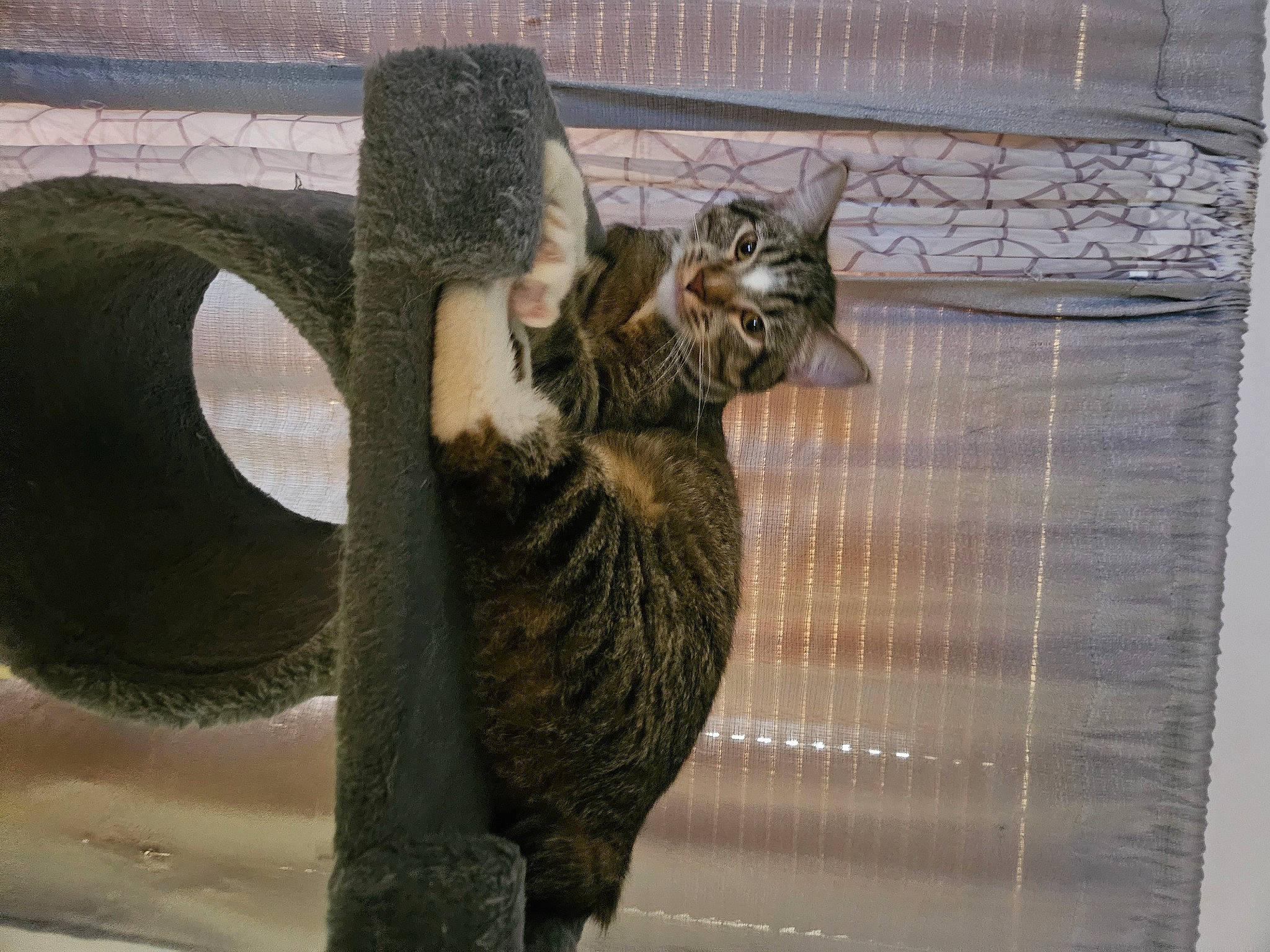 Willie is registered to the contest to win money with this photo: animal_shelter, art, automotive_tire, carnivore, cat, cat_supply, circle, domestic_short_haired_cat, felidae, fur, metal, pet_supply, small_to_medium_sized_cats, snout, tail, terrestrial_animal, visual_arts, whiskers, window, wood