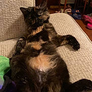 Ember Blaze is registered to the contest to win money with this photo: cat, tortoiseshell, sofa, couch, indoor, pet, feline, relaxed, belly_up, fur, paw, tail, whiskers, blanket, living_room, cozy, sleepy, portrait, furniture, domestic