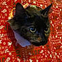 Ember Blaze is registered to the contest to win money with this photo: cat, tortoiseshell, wrapping_paper, christmas_wrap, holiday, festive, pet, eyes, ears, whiskers, closeup, portrait, red_background, pattern, gift, surprise, indoor, curious, stuck, texture