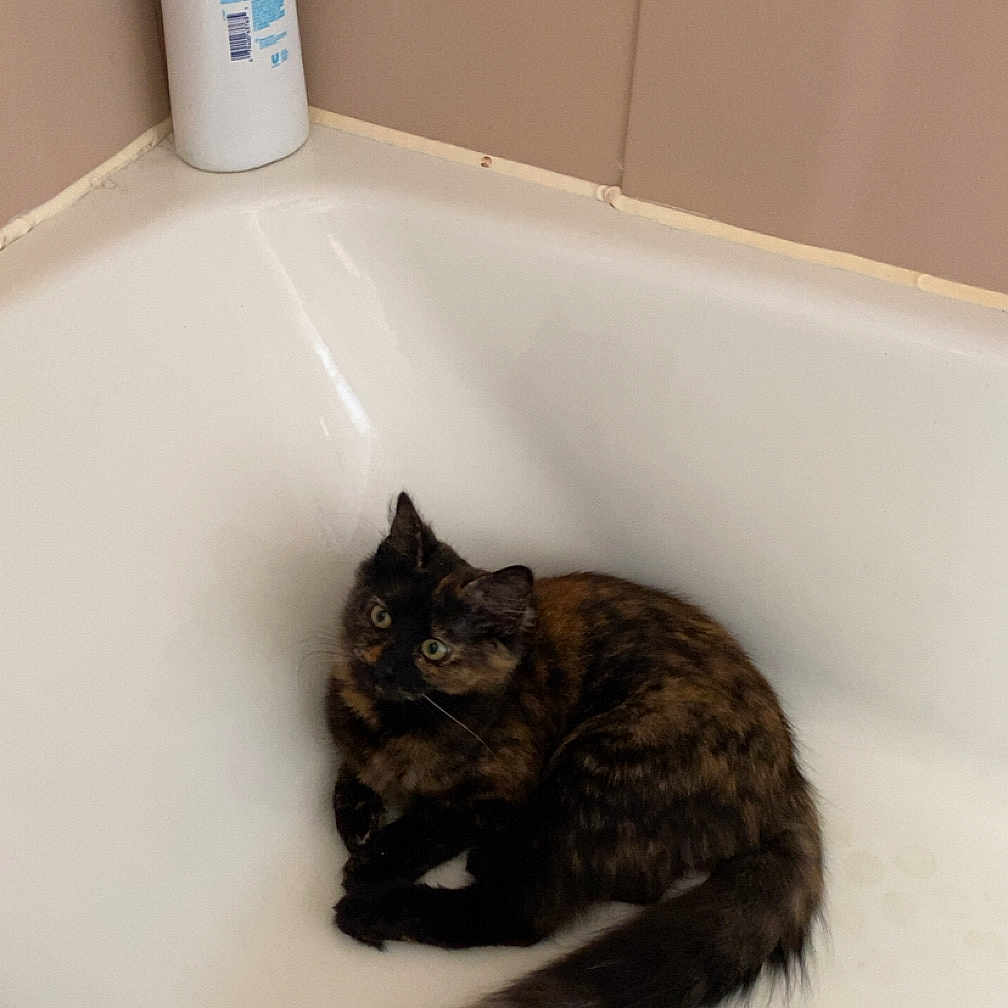 Ember Blaze is registered to the contest to win money with this photo: bathroom, bathtub, cat, corner, curious, domestic_animal, drain, fur, indoor, kitten, looking_up, lotion_bottle, paws, pet, resting, sitting, tail, tile_wall, tortoiseshell_cat, white