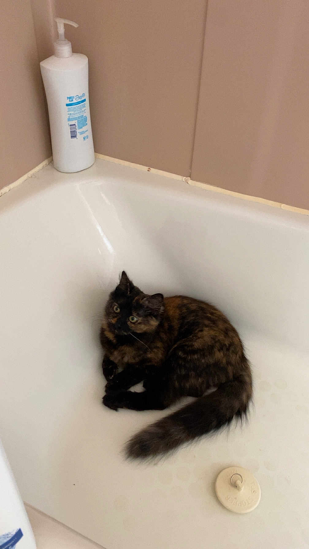 Ember Blaze is registered to the contest to win money with this photo: cat, tortoiseshell_cat, kitten, bathtub, bathroom, drain, lotion_bottle, fur, tail, curious, indoor, white, tile_wall, sitting, resting, pet, paws, looking_up, corner, domestic_animal