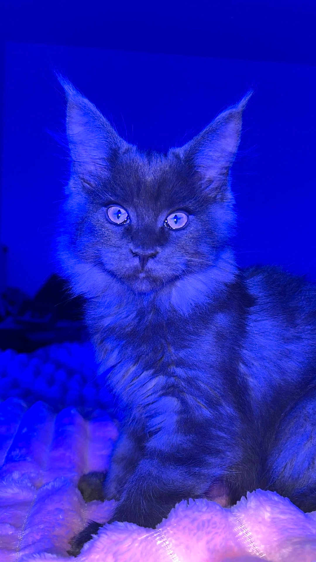 Atlas participe au concours pour gagner de l'argent avec cette photo : kitten, cat, blue_light, fluffy, fur, pet, animal, indoor, blanket, texture, curious, portrait, close_up, whiskers, ears, eyes, soft, feline, mammal, cute
