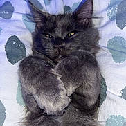 Atlas participe au concours pour gagner de l'argent avec cette photo : cat, gray_cat, fluffy, sleepy, paws, lying_down, blanket, pattern, indoor, pet, cute, relaxed, fur, whiskers, ears, eyes, cozy, resting, animal, domestic