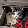 animal, cat, closeup, curious, drawer, ears, face, fur, furniture, home, indoor, package, paper, peek, pet, pouch, storage, super_mario, tabby, whiskers