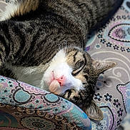 Doctor Jones is registered to the contest to win money with this photo: animal, cat, chair, closeup, colorful, cozy, cute, feline, fur, indoor, patterned, peaceful, pet, pink_nose, relaxation, resting, sleeping, soft, tabby, whiskers