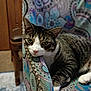 animal, calm, cat, chair, close_up, cute, domestic, feline, furniture, green_eyes, indoor, mammal, padded_armrest, patterned_fabric, pet, relaxed, resting, soft_focus, tabby, whiskers