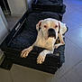 Nice participe au concours pour gagner de l'argent avec cette photo : dog, white_dog, pet_bed, crate, floor, indoor, tile_floor, furniture, resting, animal, paw, cozy, fluffy_bedding, black_crate, home, relaxed, two_beds, dog_bed, canine, domestic_animal