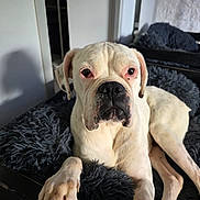 Nice a rejoint le concours — aidez-le/la à gagner de superbes lots ! dog, boxer, pet, animal, white_dog, lying_down, bed, fluffy, fur, indoor, shadow, paw, resting, looking_at_camera, close_up, domestic_animal, canine, furniture, relaxed, home