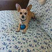 Felipe joined the competition — help win amazing prizes! dog, chihuahua, pet, small_dog, couch, floral_pattern, blue_ball, collar, dog_tag, ears, paws, looking_at_camera, sitting, indoor, home, upholstery, toy, brown_fur, alert, companion