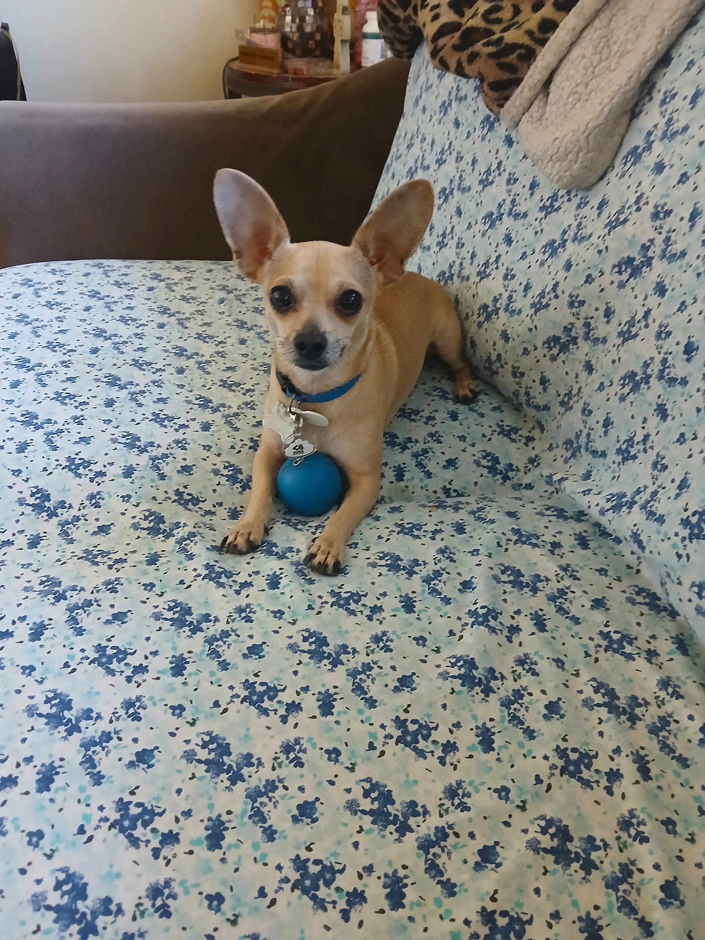 Felipe joined the competition — help win amazing prizes! dog, chihuahua, pet, small_dog, couch, floral_pattern, blue_ball, collar, dog_tag, ears, paws, looking_at_camera, sitting, indoor, home, upholstery, toy, brown_fur, alert, companion
