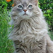 Finette participe au concours pour gagner de l'argent avec cette photo : cat, gray_cat, fluffy, long_hair, feline, animal, pet, portrait, close_up, greenery, garden, flowers, orange_flower, outdoors, sitting, blue_eyes, whiskers, ears, fur, nature