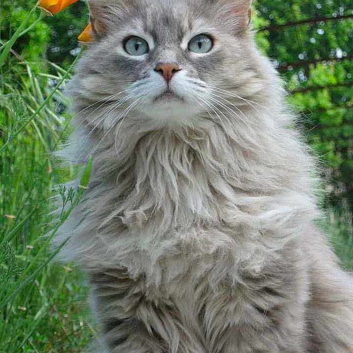 Finette