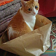 Ti'Père participe au concours pour gagner de l'argent avec cette photo : cat, orange_cat, white_cat, paper_bag, curious, indoor, folded_blankets, patterned_floor, cozy, pet, animal, fur, whiskers, ears, sitting, looking_up, domestic, household, crumpled_bag, soft_lighting