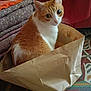 cat, orange_cat, white_cat, paper_bag, curious, indoor, folded_blankets, patterned_floor, cozy, pet, animal, fur, whiskers, ears, sitting, looking_up, domestic, household, crumpled_bag, soft_lighting